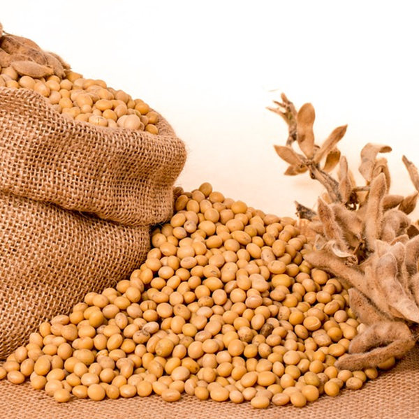 大豆タンパク質と利点とは何ですか？