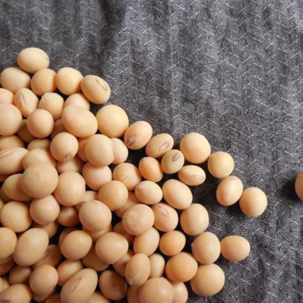 大豆と大豆タンパク質の力