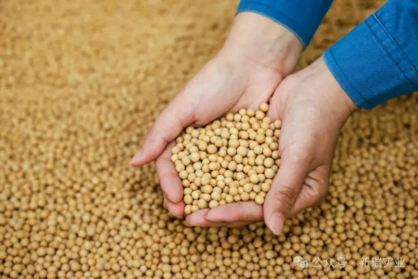 孤立した大豆タンパク質にはグルテンが含まれていますか？